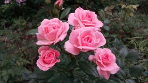 Розите в градината за "Dummies": 5 правила за тези, които решат да се засади цвете