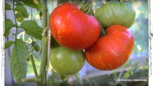 6 от най-добрите сортове домати за оранжерията и открито поле