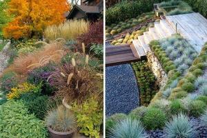 Декоративни треви: красива градина през цялата година