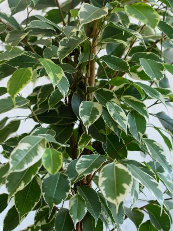 Пъстра разнообразие от Ficus benjamina. Когато сух въздух се отървава от листата на растението, за да се намали площ влага изпаряване