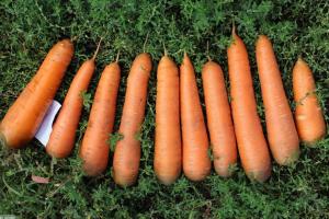 Правилно събира и съхранява вкусна морков: финес