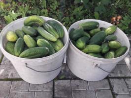 Краставици - кофи: как да се увеличи реколтата