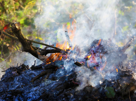 Пепелта от дървесина - спестяване на скъпи торове. Полезни функции