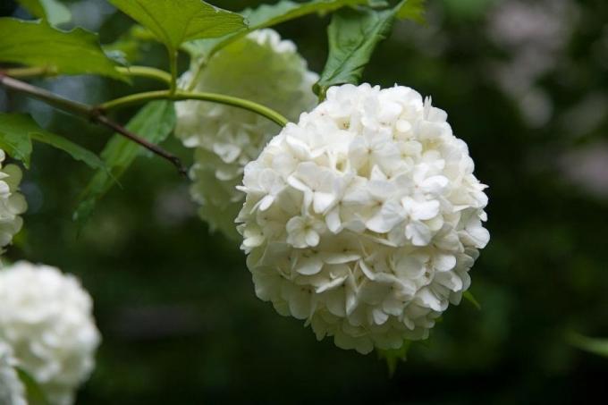 Нежното цвете (consult-up.ru)