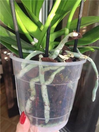 Пластмасова саксия - най-предпочитаните за Phalaenopsis
