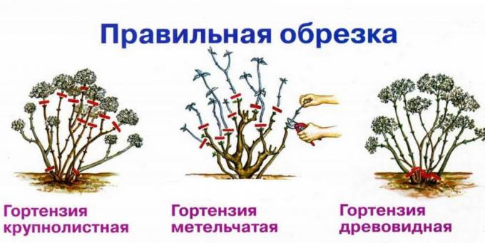 Схема есента култури различни видове хортензия ( http://fruittree.ru/wp-content/uploads/2017/07/Obrezka.jpg)