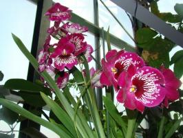 Грижа орхидея Милтън дома