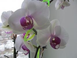 Защо ми се потопите орхидеи, не поливане от консерва поливане