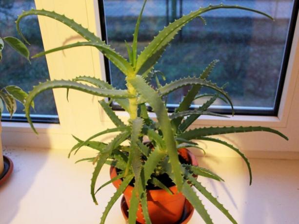 Agave - изненадващо непретенциозен растение. Вижте: https://floralife.com.ua/media/k2/items/cache/3bd6583af5a14653b7b54db2c9fe7f3e_XL.jpg