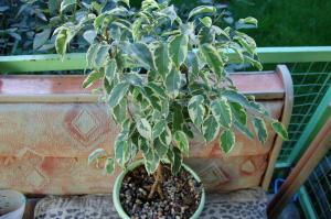 Засаждането Ficus benjamina. Поддържане на здраво растение без да се налага