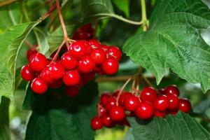 Viburnum червено - супер здрави плодове. Как да се обработват и складират зимата