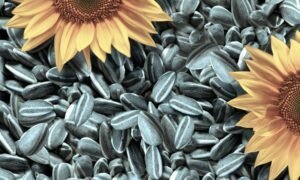 Ползи и вреди на слънчогледови семки за тялото