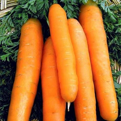 разновидности на моркови, "Нант 4" (abekker.ru)