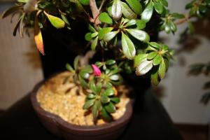 Спестяване Azalea - защо растението капки листа и какво да направя, за да се реши проблема?