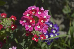 Verbena - красиво цвете с приятен мирис, за които човек трудно може да се грижи