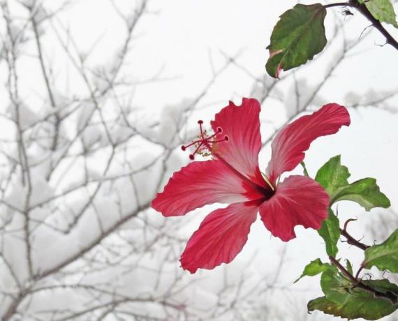 Hibiscus разцвет през зимата, когато те са в топлина, но след това лято не може да се хвърлят пъпки. Илюстрации за статия взети от интернет