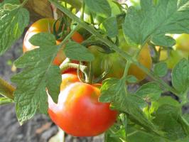 Домати страст-2. Какво трябва доматите през август