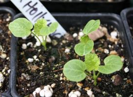 Отглеждане слез семена: как и кога да растителна