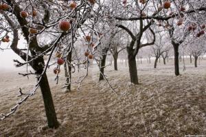 3 основни причини за заболявания на плодни дървета