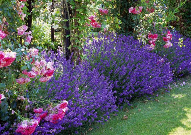 Lavender в градината