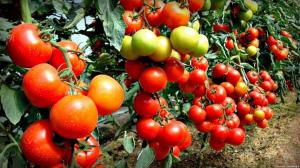 Как успява да събере две кофи с домати от един храст