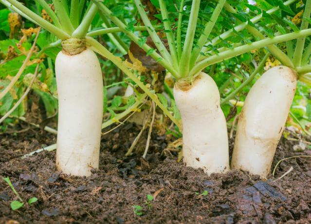 Репички в градината: сочен корен зеленчуци е добре в салати
