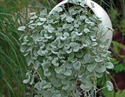 Dihondra "Silver Falls" - елегантна декорация на вашата градина