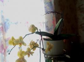 Янтарна киселина няма да помогне на орхидеите. Основният мит за интернет