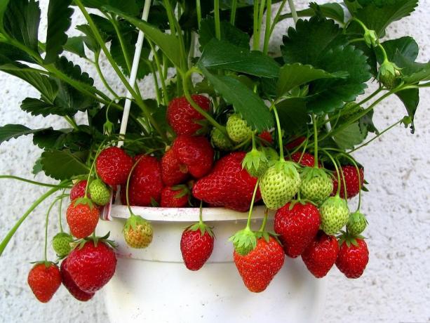 В тази статия ще намерите основни информация, съвети и нюанси на отглеждане на ягоди на закрито