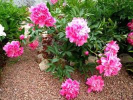 6 основа на успешното отглеждане на божури в градината