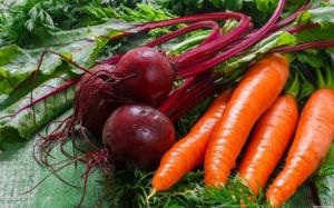 Когато за събиране на реколтата от цвекло и моркови градина, и как да го направя правилно