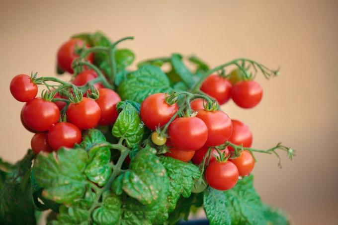 Ако сте опитали да растат домати у дома, да споделите опита си в коментарите по статията! Илюстрациите са взети за публикуване в Интернет