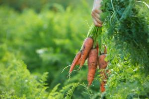 Морков е здравословен 2 трикове
