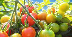 Разкъсването, или да напуснат доматите на храста? ние решим дилемата