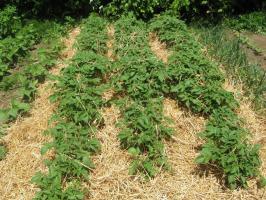 Как да се засадят картофите под слама? Без окопаване, минус 3 и най-много 5 +