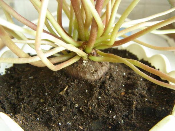 Здрави циклама след трансплантацията. Забележка: Както всички грудкови растения, циклама харесва рохкава почва. Снимка: Yandex. снимки