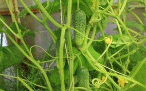 Съхраняване на краставици от пожълтяване: правилна селскостопанска