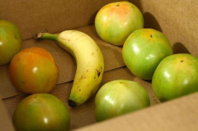 Banana в кутия с зелени домати | Градинарство и градинарство