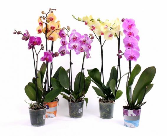 Phalaenopsis след покупката - красива гледка. Докато ...