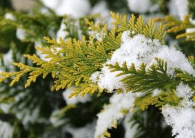 Зимни отглеждане на иглолистни дървета от резници