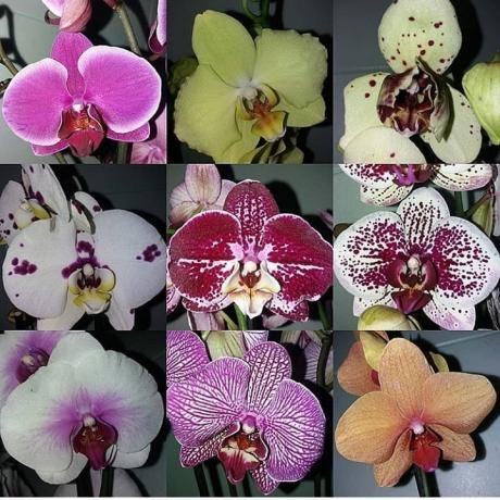 Разнообразието от Phalaenopsis