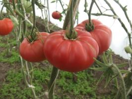 Известни Minusinsk домати. Сортовете, които са тествани време