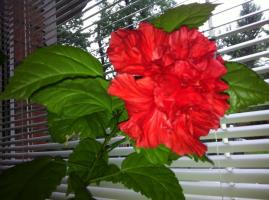 Китайска роза (Hibiscus) не цъфти у дома: защо това се случва и какво да правя?