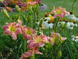 Защо не цъфтят daylilies в градините