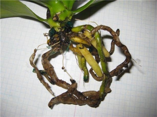 Rotten корени Phalaenopsis