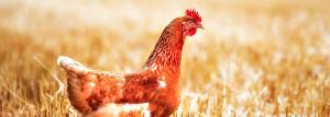 Здравословно пиле без лекарства