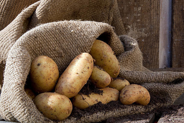 Зебло перфектно помага картофите се съхраняват без да загуби