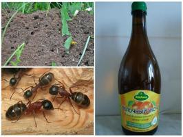 Три от най-ефективните начини за борба с мравките