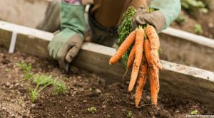 Морковите растат върху корейските методи