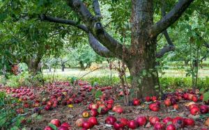 Обяснението защо ябълката носи плодове в една година